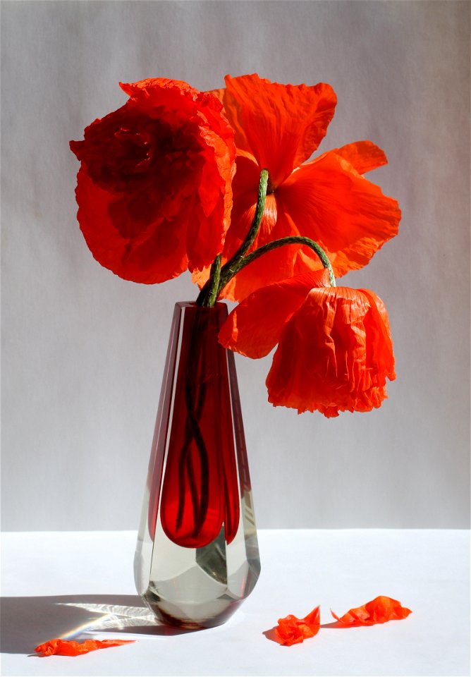 A bouquet of poppies (Papaver orientale)
