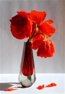 A bouquet of poppies (Papaver orientale) photo