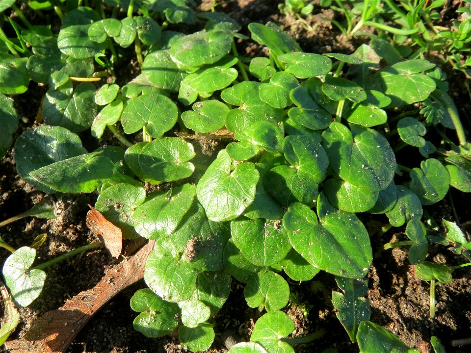 Scharbockskraut (Ficaria verna) vor der Blüte im Landesgartenschaupark Hockenheim
