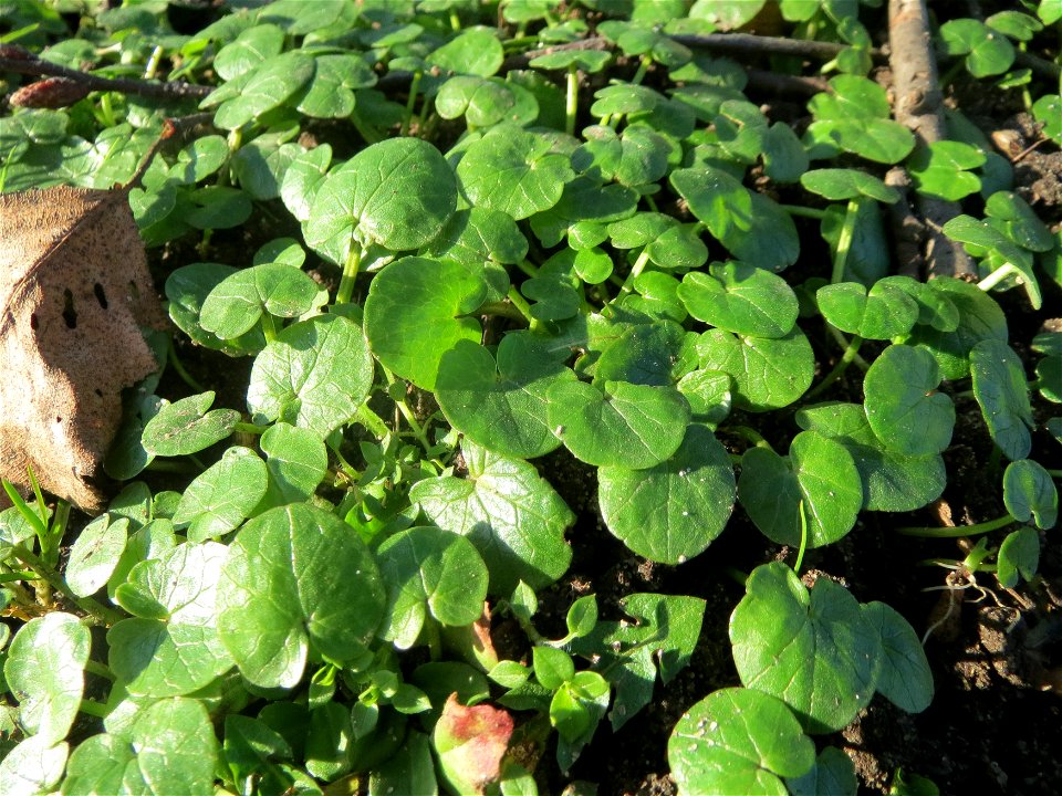 Scharbockskraut (Ficaria verna) vor der Blüte im Landesgartenschaupark Hockenheim