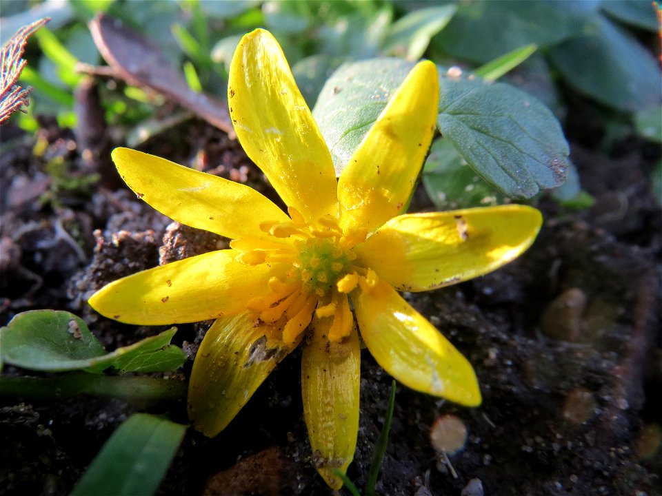 Scharbockskraut (Ficaria verna) im Landesgartenschaupark Hockenheim