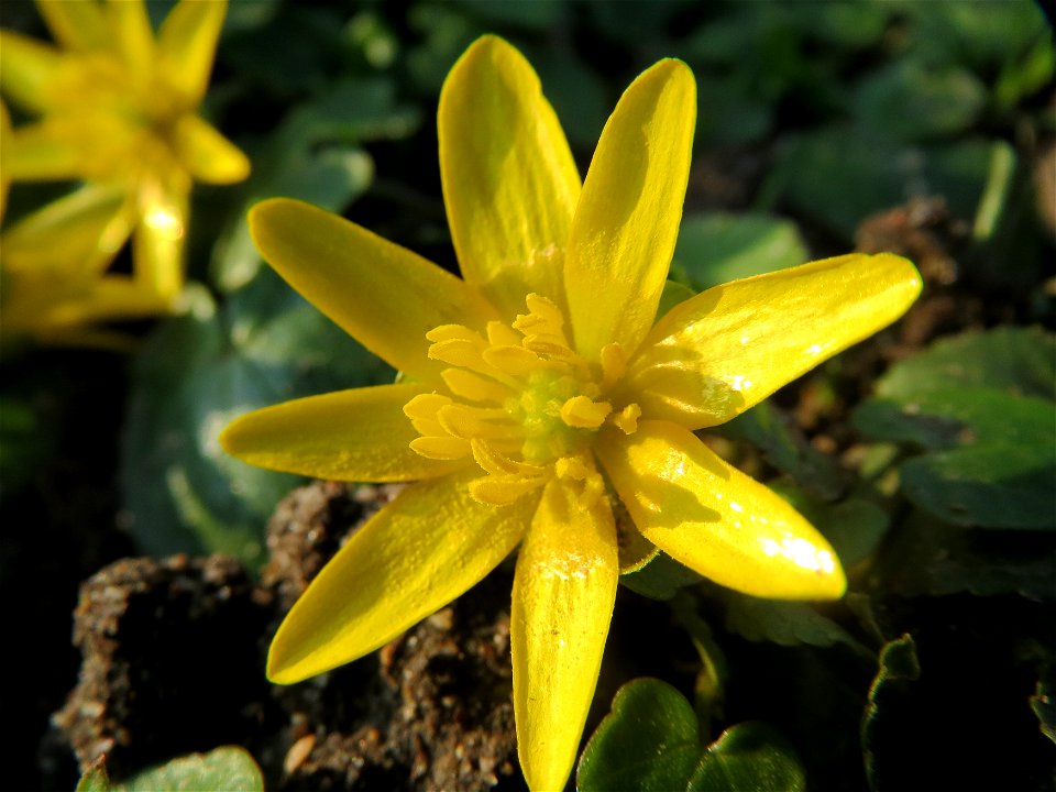 Scharbockskraut (Ficaria verna) im Landesgartenschaupark Hockenheim