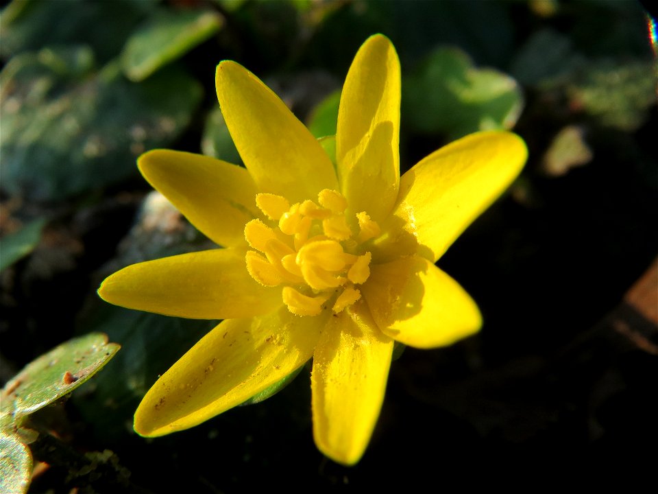 Scharbockskraut (Ficaria verna) im Landesgartenschaupark Hockenheim