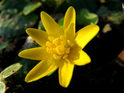 Scharbockskraut (Ficaria verna) im Landesgartenschaupark Hockenheim