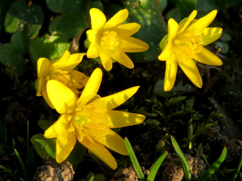 Scharbockskraut (Ficaria verna) im Landesgartenschaupark Hockenheim