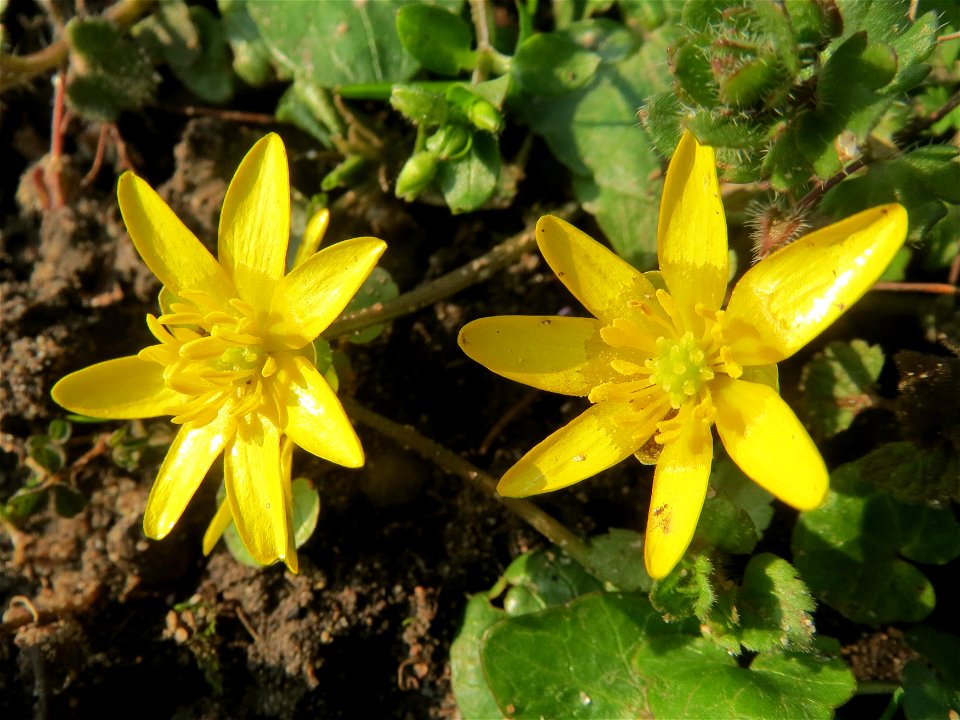 Scharbockskraut (Ficaria verna) im Landesgartenschaupark Hockenheim
