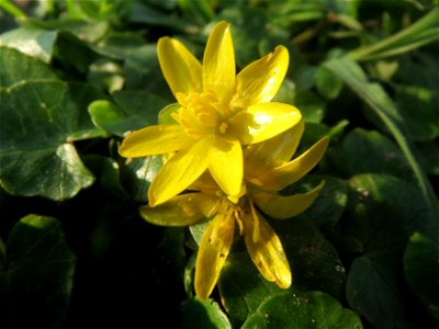 Scharbockskraut (Ficaria verna) im Landesgartenschaupark Hockenheim