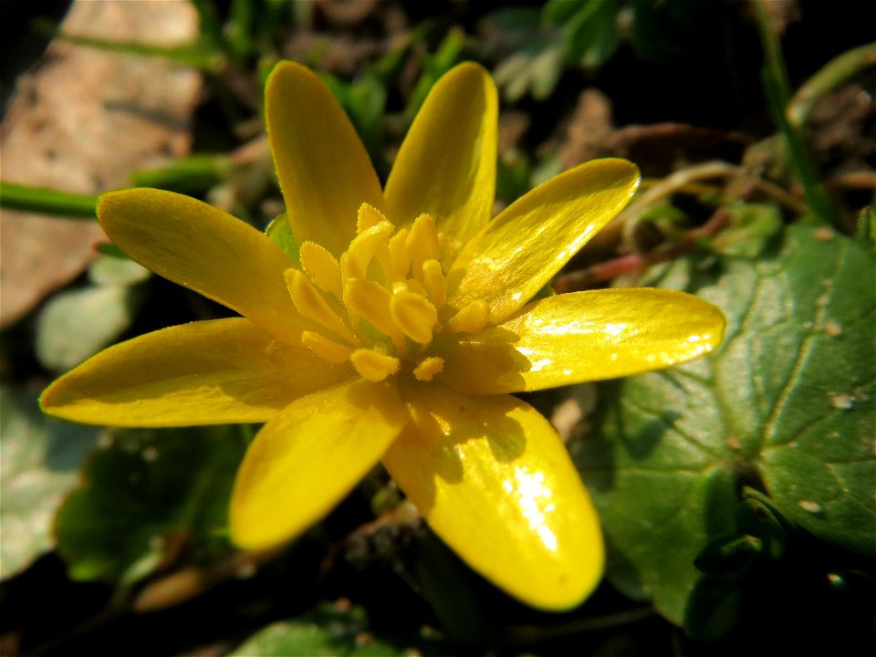 Scharbockskraut (Ficaria verna) im Landesgartenschaupark Hockenheim