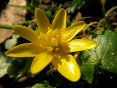 Scharbockskraut (Ficaria verna) im Landesgartenschaupark Hockenheim