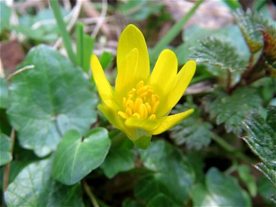 Scharbockskraut (Ficaria verna) im Schwetzinger Hardt