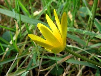 Scharbockskraut (Ficaria verna) im Schwetzinger Hardt