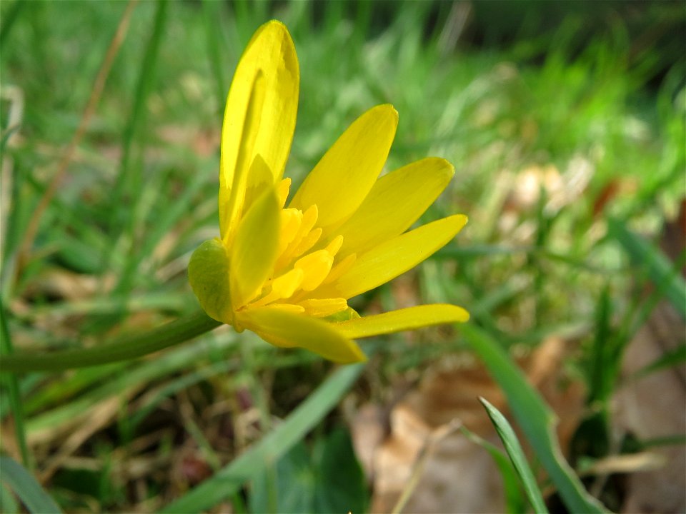 Scharbockskraut (Ficaria verna) im Schwetzinger Hardt