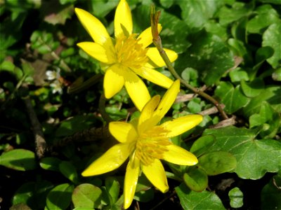 Scharbockskraut (Ficaria verna) im Landesgartenschaupark Hockenheim
