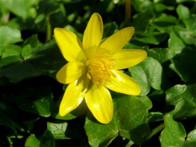 Scharbockskraut (Ficaria verna) im Landesgartenschaupark Hockenheim