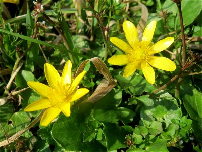 Scharbockskraut (Ficaria verna) im Hockenheimer Rheinbogen
