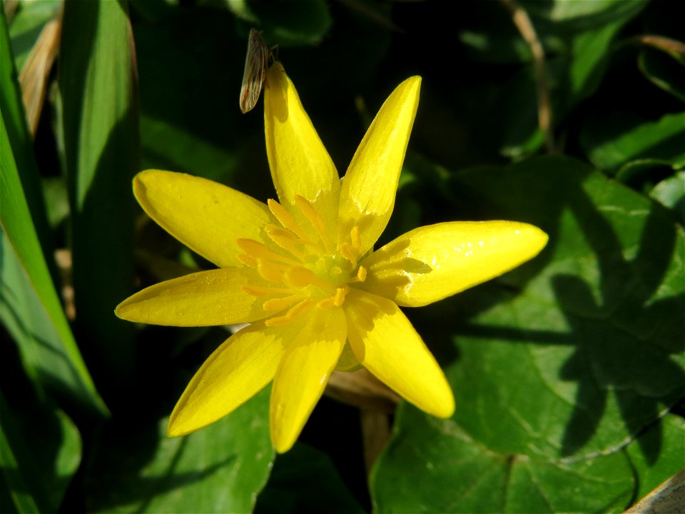 Scharbockskraut (Ficaria verna) im Hockenheimer Rheinbogen