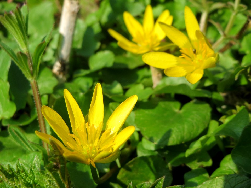 Scharbockskraut (Ficaria verna) im Hockenheimer Rheinbogen