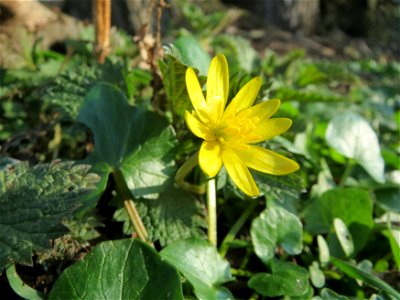 Scharbockskraut (Ficaria verna) im Hockenheimer Rheinbogen