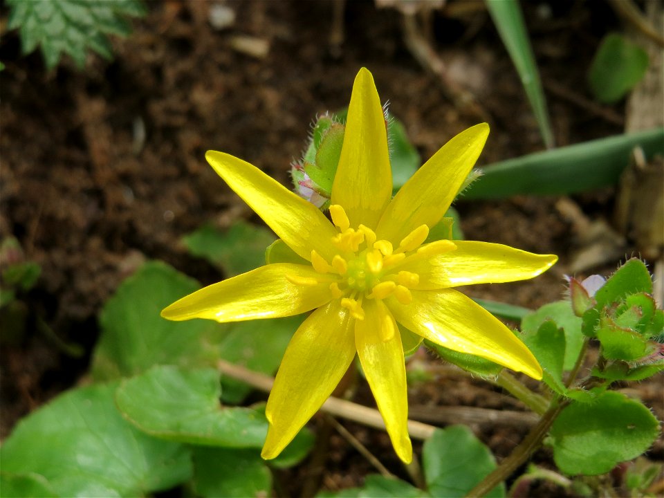 Scharbockskraut (Ficaria verna) am Staden in Saarbrücken