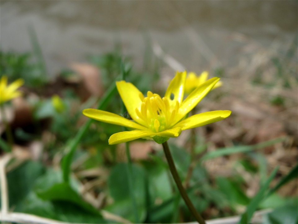 Scharbockskraut (Ficaria verna) am Staden in Saarbrücken