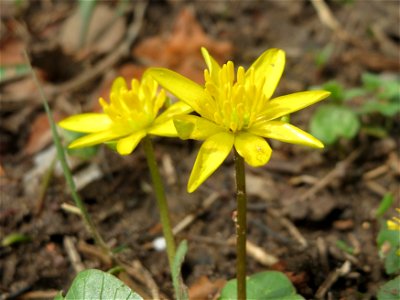 Scharbockskraut (Ficaria verna) am Staden in Saarbrücken