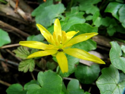 Scharbockskraut (Ficaria verna) im Naturschutzgebiet "St. Arnualer Wiesen"