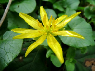Scharbockskraut (Ficaria verna) im Naturschutzgebiet "St. Arnualer Wiesen"