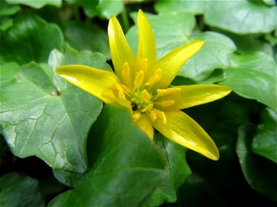 Scharbockskraut (Ficaria verna) im Naturschutzgebiet "St. Arnualer Wiesen"