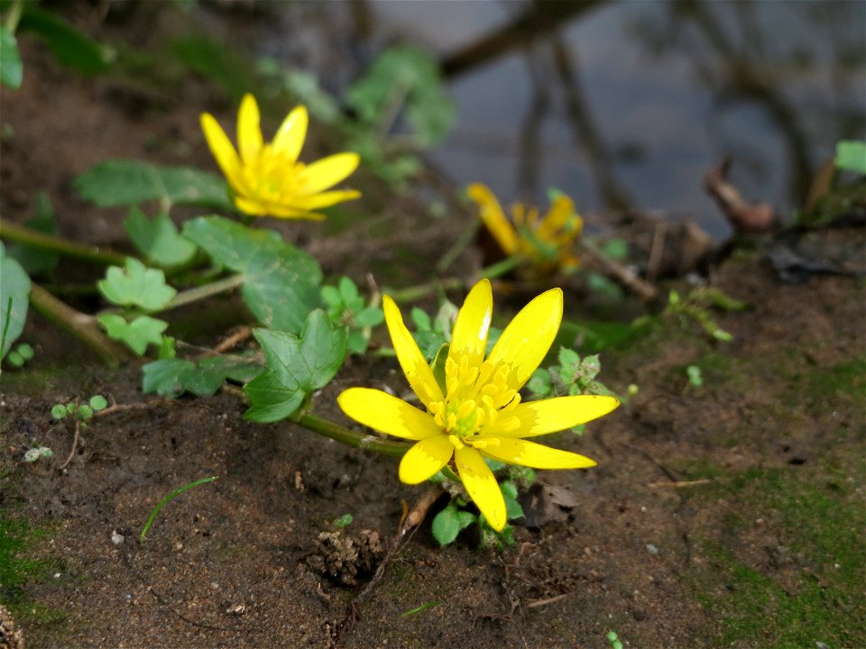 Scharbockskraut (Ficaria verna) im Naturschutzgebiet "St. Arnualer Wiesen"