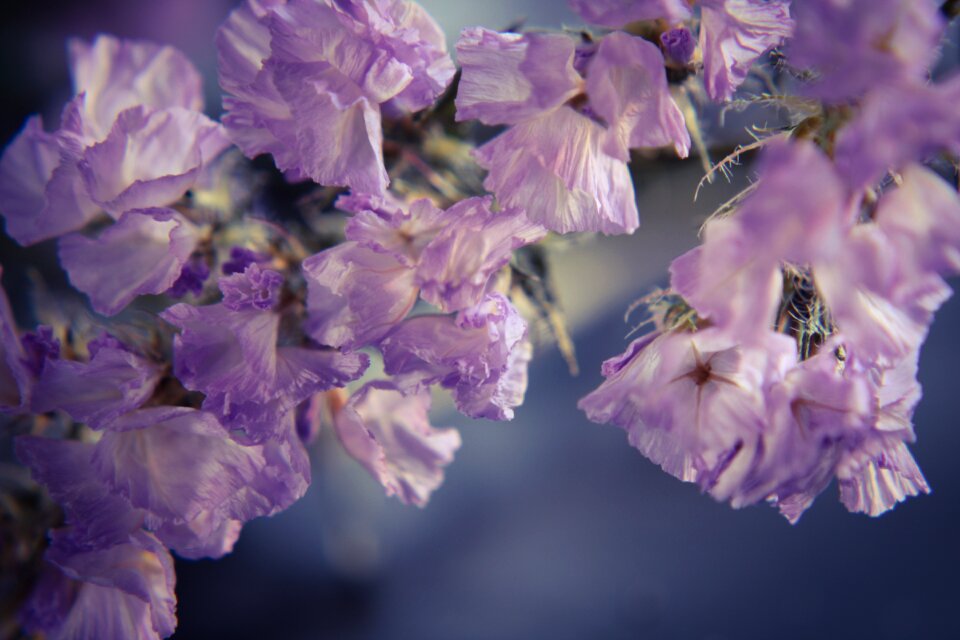 Limonium flower flower purple