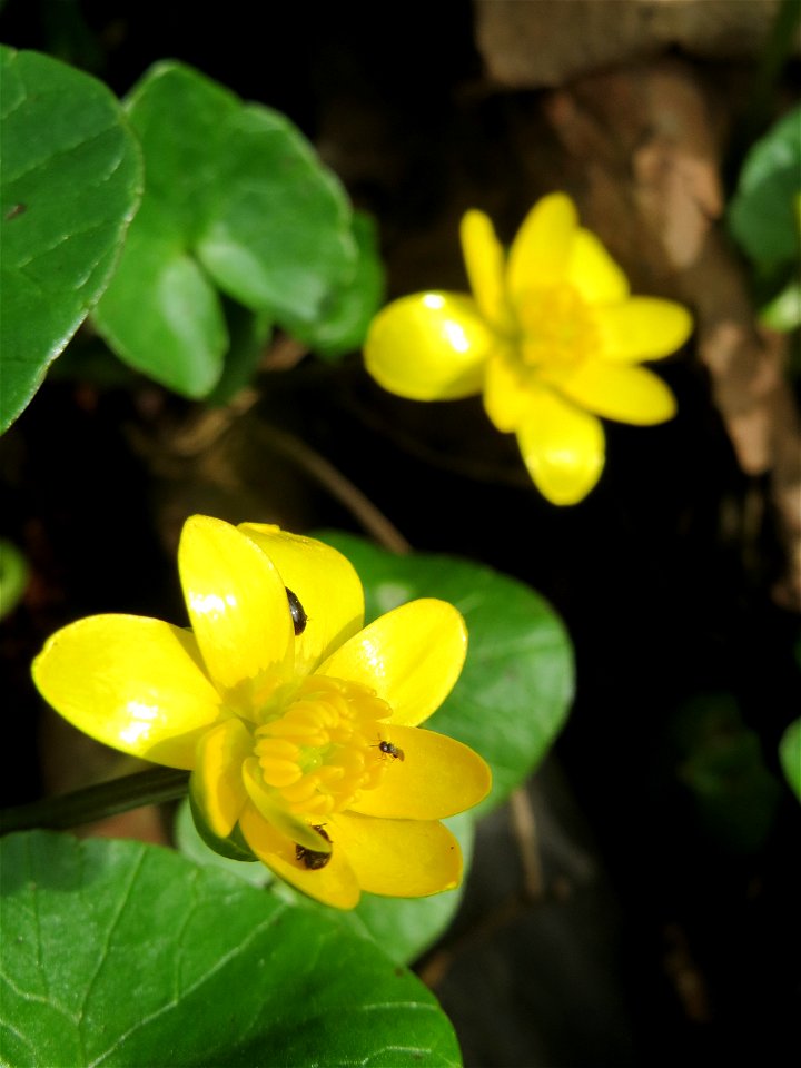 Scharbockskraut (Ficaria verna) im Naturschutzgebiet "St. Arnualer Wiesen"
