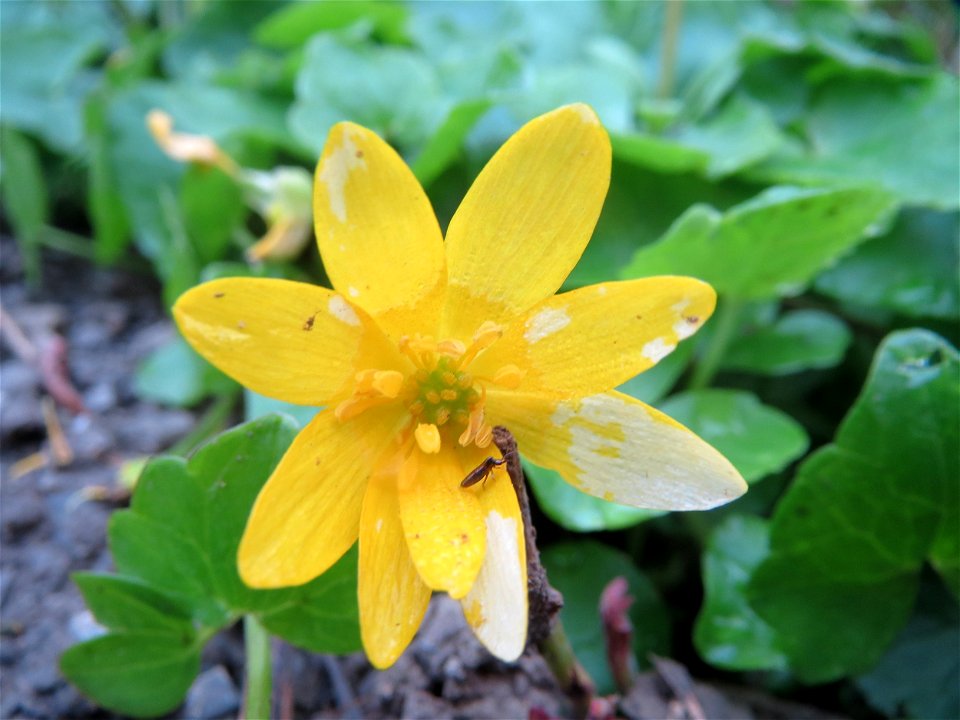 Scharbockskraut (Ficaria verna) im Brettwald (Malscher Aue)