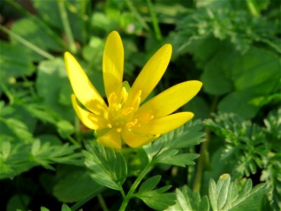 Scharbockskraut (Ficaria verna) in Heidelberg