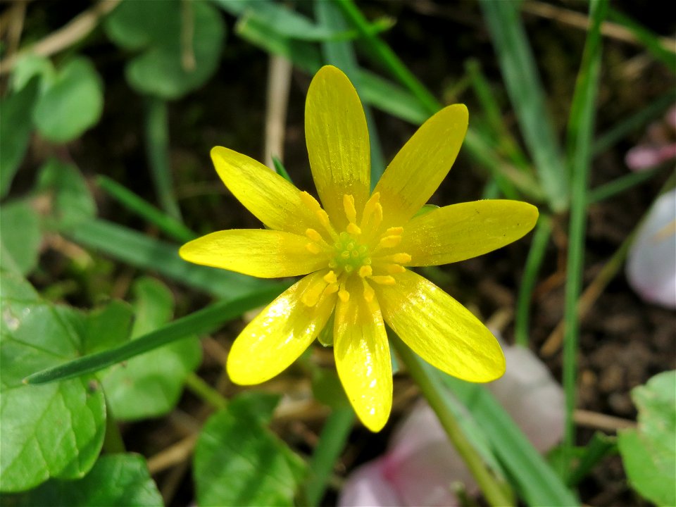 Scharbockskraut (Ficaria verna) im Neuenheimer Feld in Heidelberg