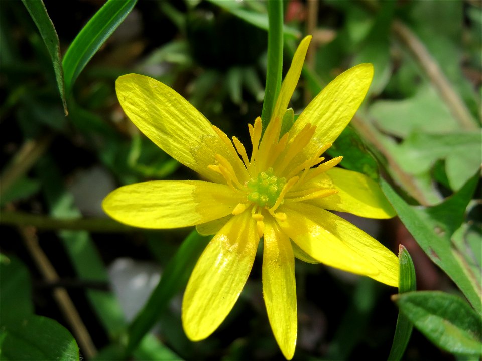 Scharbockskraut (Ficaria verna) im Neuenheimer Feld in Heidelberg