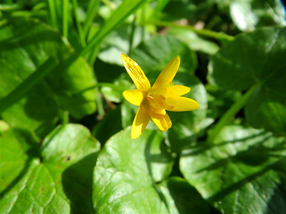 Scharbockskraut (Ficaria verna) im Naturschutzgebiet Alter Bahndamm im Hockenheimer Rheinbogen