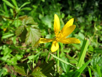 Scharbockskraut (Ficaria verna) im Naturschutzgebiet Alter Bahndamm im Hockenheimer Rheinbogen