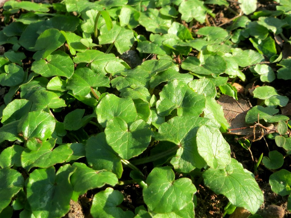 Grundblätter vom Scharbockskraut (Ficaria verna) im Gartenschaupark Hockenheim - bis es blüht, braucht es jetzt nicht mehr lange