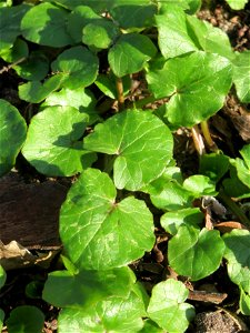 Grundblätter vom Scharbockskraut (Ficaria verna) wild wachsend im Gartenschaupark Hockenheim - bis es blüht, braucht es jetzt nicht mehr lange