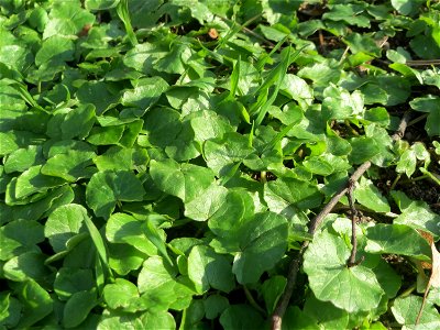 Grundböätter vom Scharbockskraut (Ficaria verna) im Landesgartenschaupark in Hockenheim