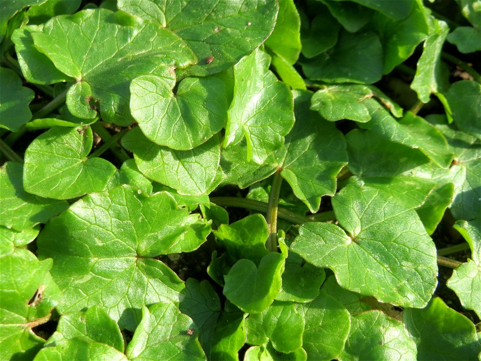 Grundböätter vom Scharbockskraut (Ficaria verna) im Landesgartenschaupark in Hockenheim