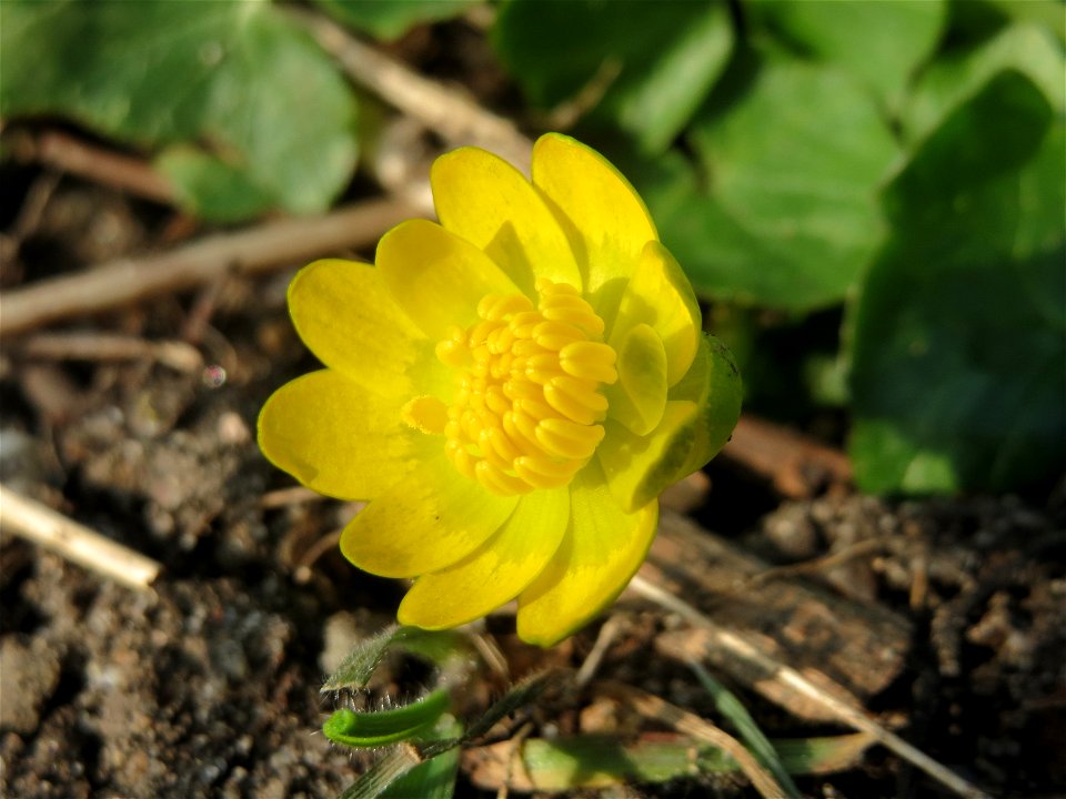 Scharbockskraut (Ficaria verna) im Hockenheimer Rheinbogen