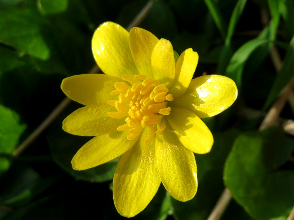 Scharbockskraut (Ficaria verna) im Hockenheimer Rheinbogen