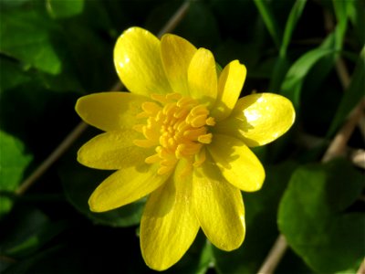 Scharbockskraut (Ficaria verna) im Hockenheimer Rheinbogen