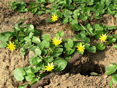 Scharbockskraut (Ficaria verna) im Hockenheimer Rheinbogen
