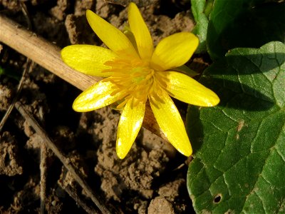 Scharbockskraut (Ficaria verna) im Hockenheimer Rheinbogen