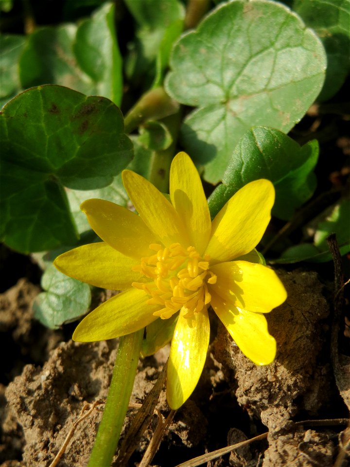 Scharbockskraut (Ficaria verna) im Hockenheimer Rheinbogen