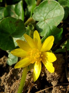 Scharbockskraut (Ficaria verna) im Hockenheimer Rheinbogen