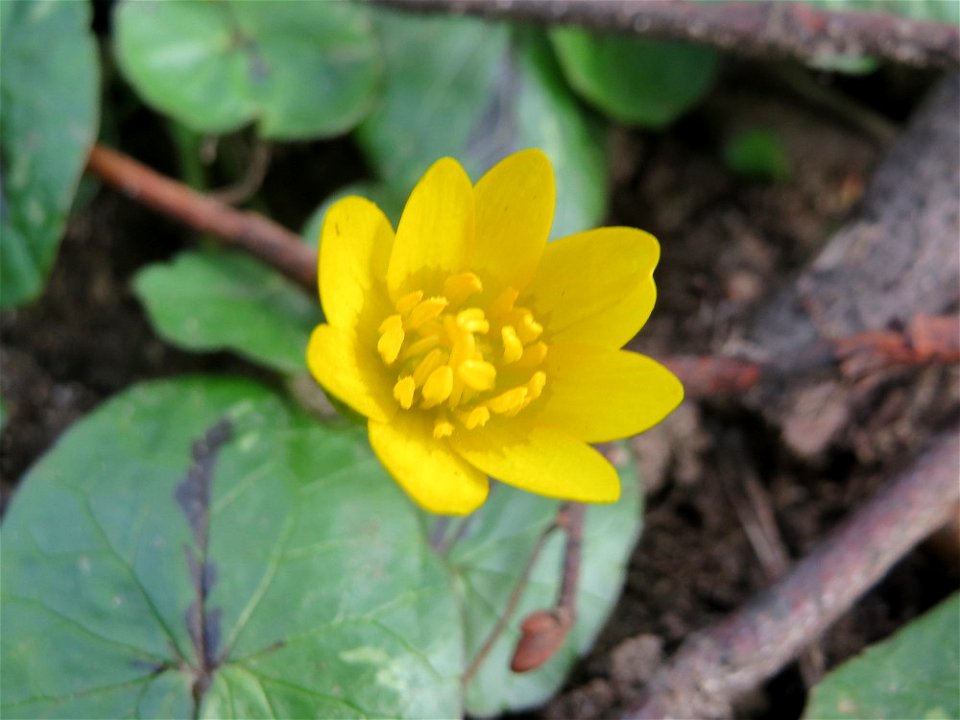 Scharbockskraut (Ficaria verna) in Hockenheim