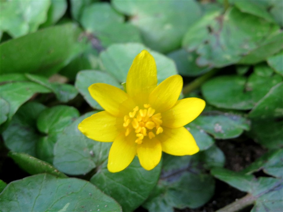 Scharbockskraut (Ficaria verna) in Hockenheim